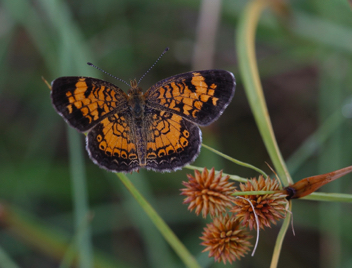 Pearl Crescent